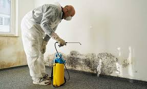 Mold Odor Removal Services in Nelsonville, OH